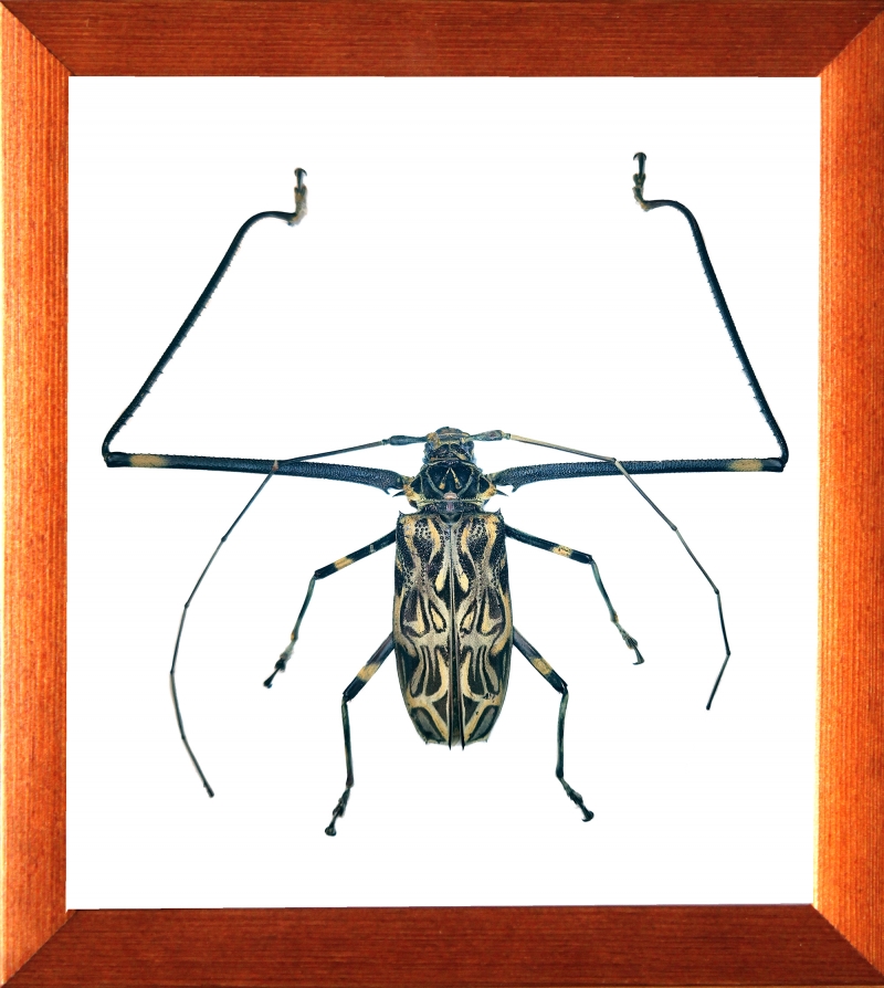 Acrocinus longimanus
