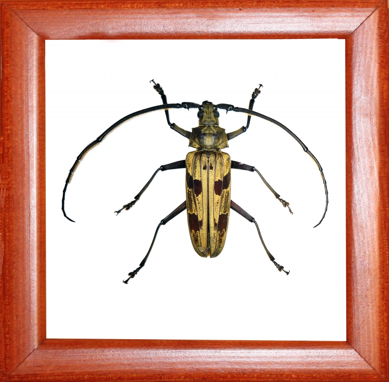 Жук усач Baralipton maculosa