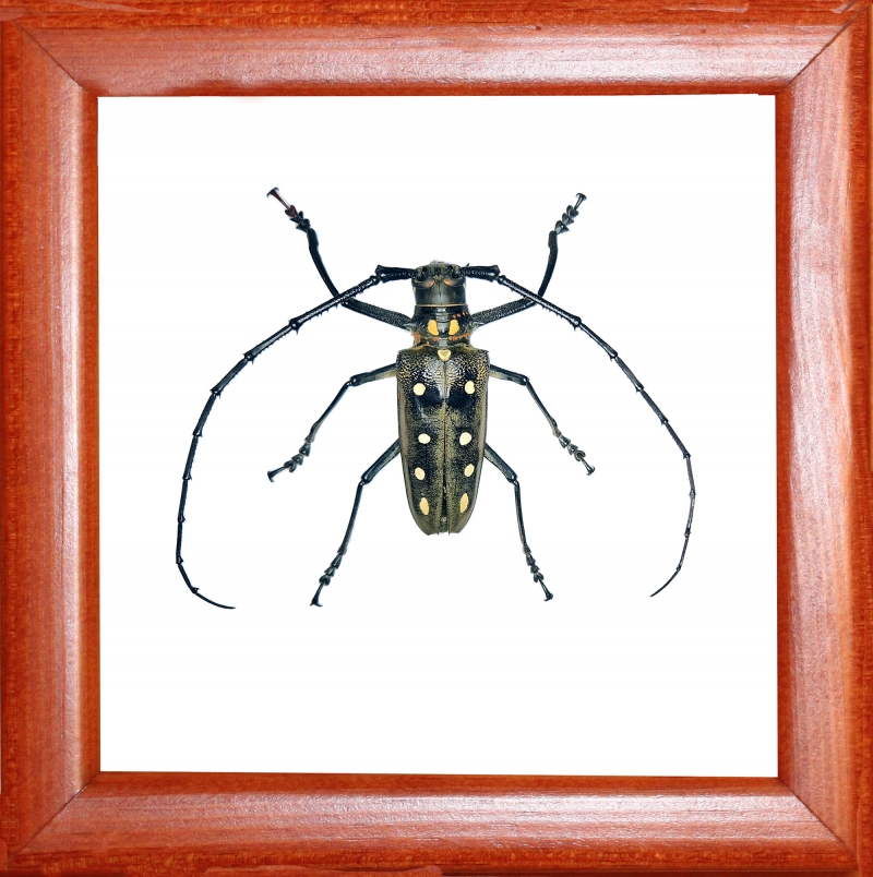Жук усач Batocera parryi