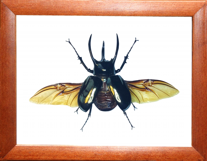 Chalcosoma atlas