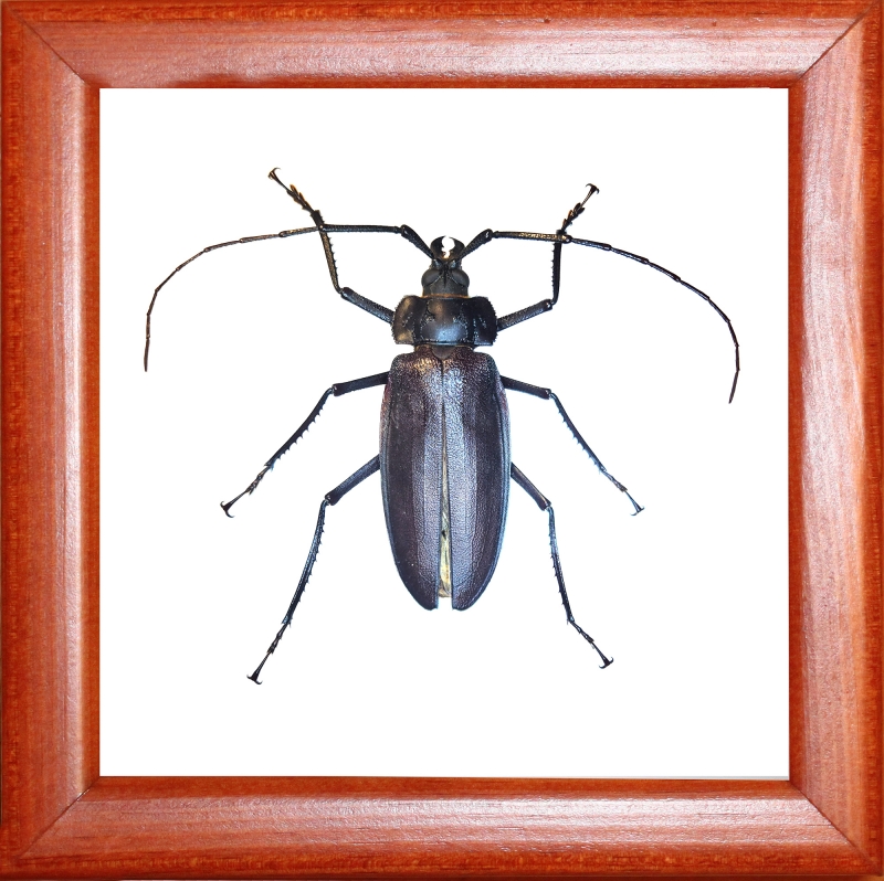 Жук усач Ctenoscelis ater