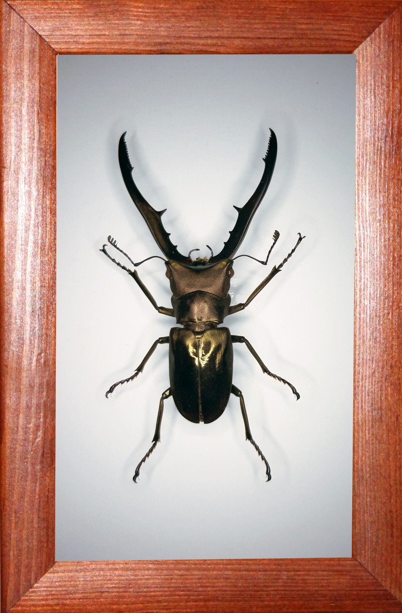 Жук рогач Cyclommatus metallifer finae