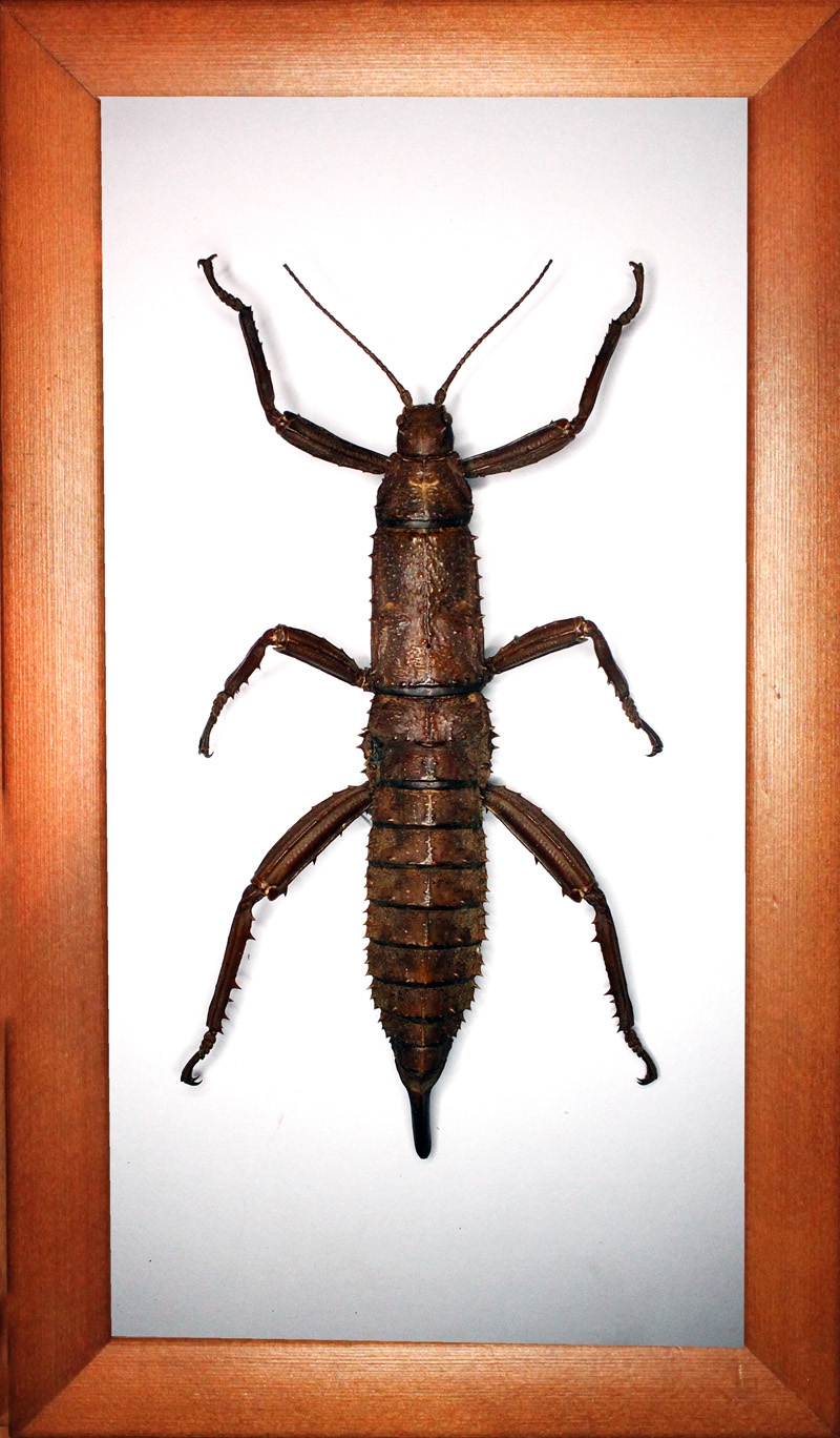 Палочник Eurycantha horrida