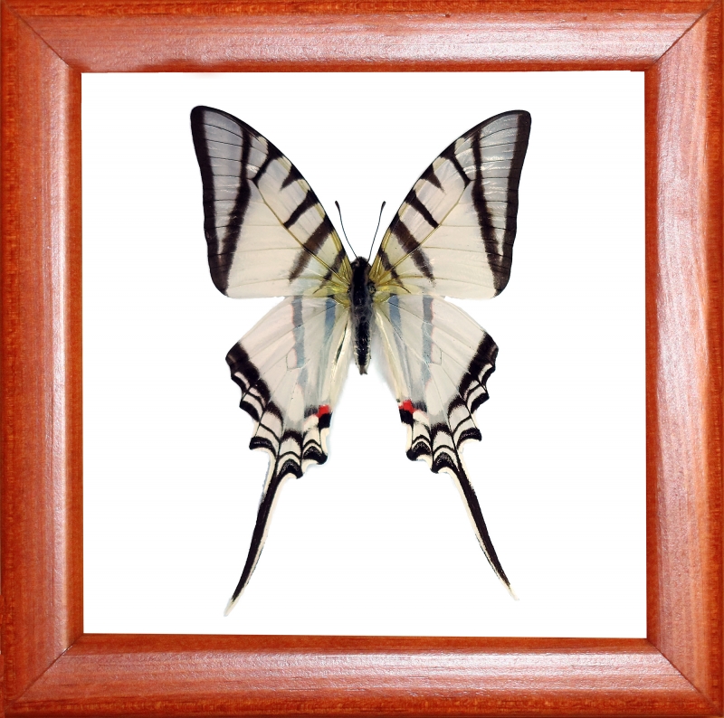 Eurytides protesilaus