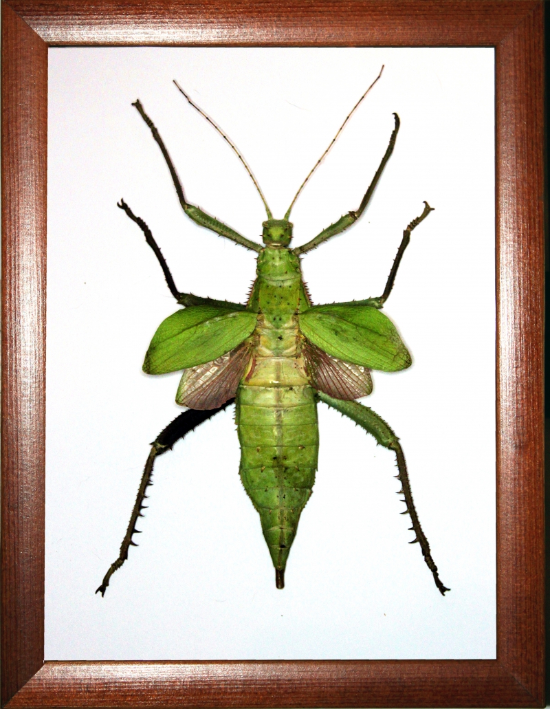 Палочник Heteropteryx dilatata