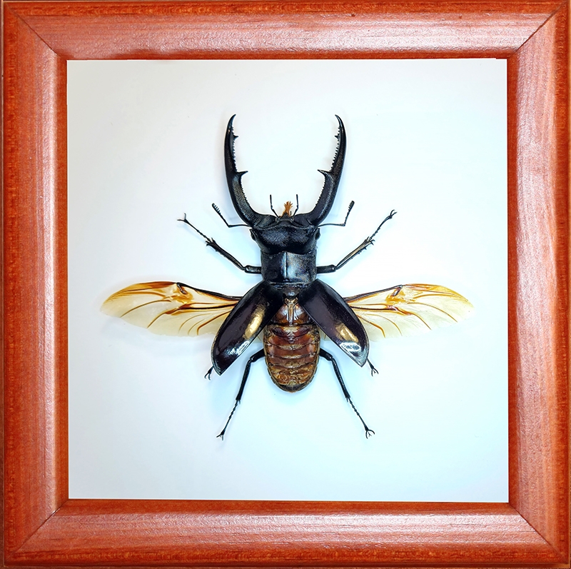 Жук рогач Hexarthrius mandibularis