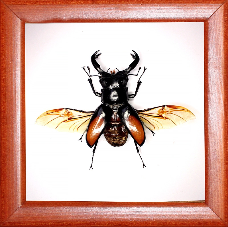 Жук рогач Hexarthrius parryi paradoxus