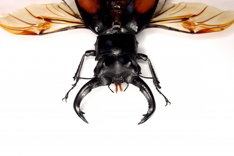 Жук рогач Hexarthrius parryi paradoxus