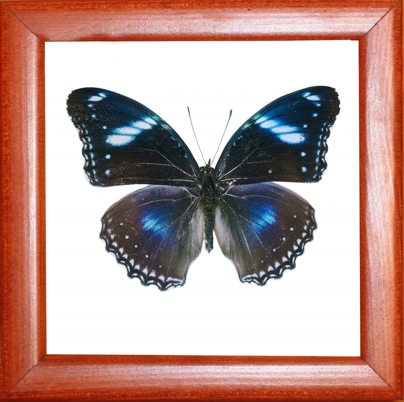 Hypolimnas bolina