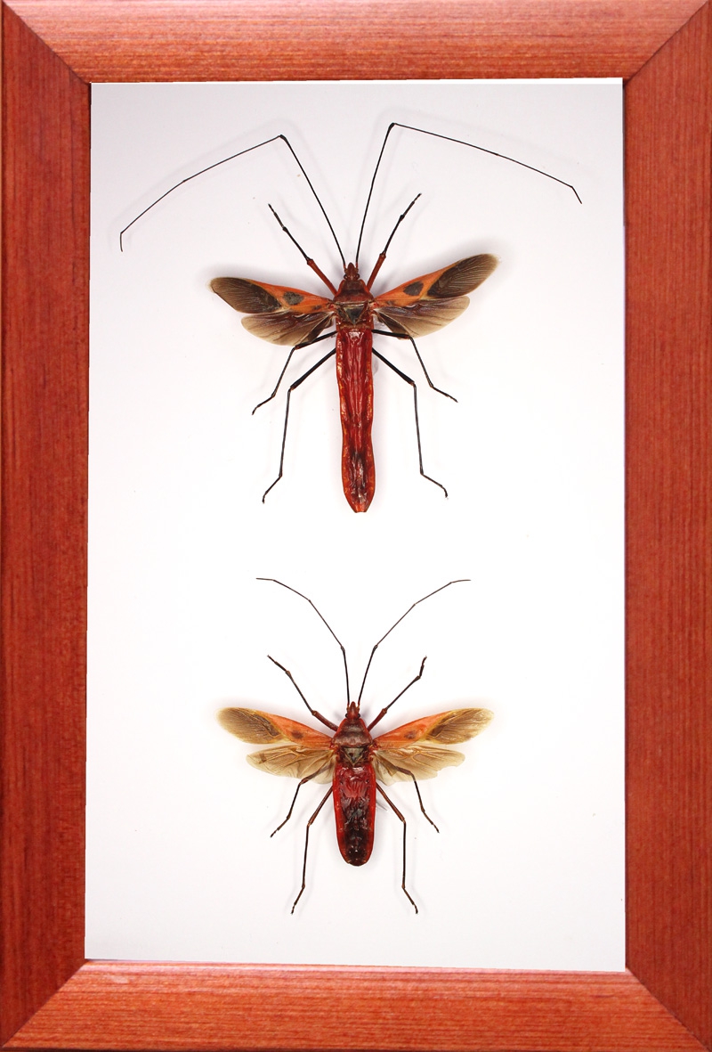 Lohita grandis