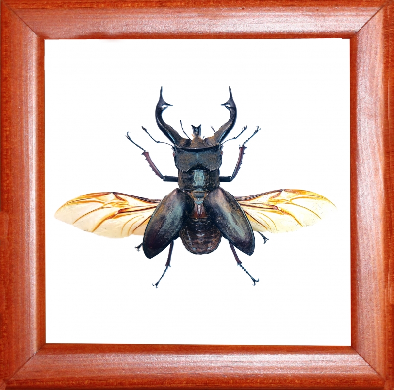 Lucanus tibetanus