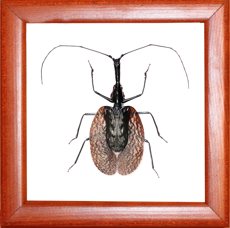 жужелица лист Mormolyce