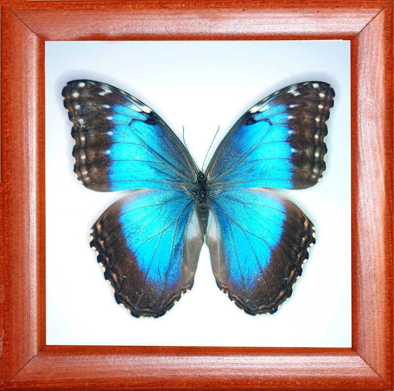 Morpho peleides