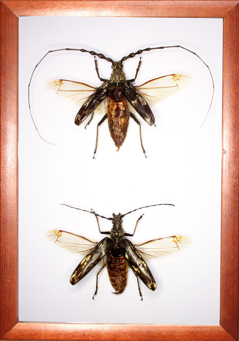 Жук усач Neocerambyx gigas