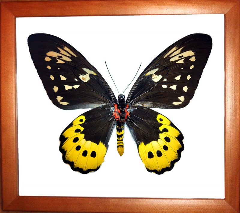 Ornithoptera goliath procus (самка)