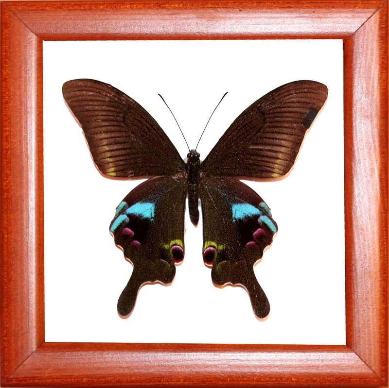 Papilio arcturus