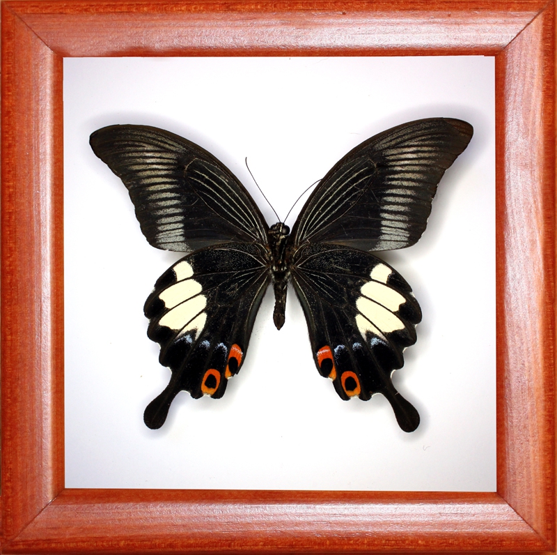 Papilio iswara