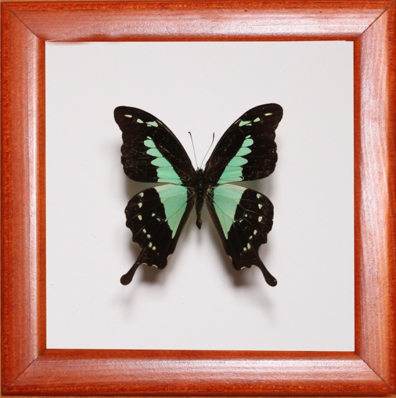 Papilio phorcas