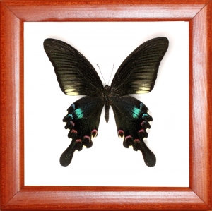 Papilio polyctor stockley