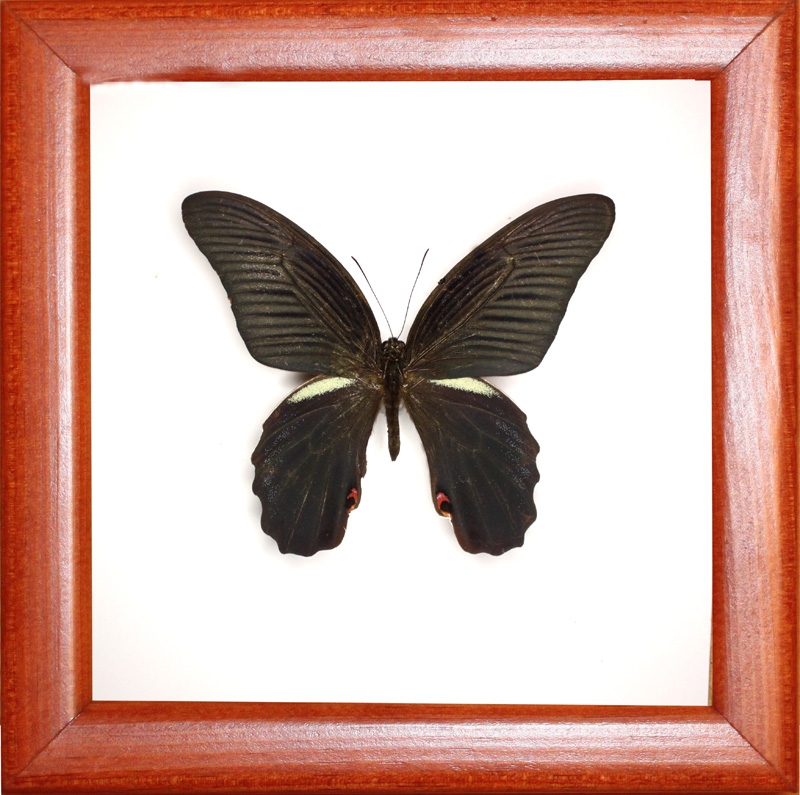 Papilio protenor euproleues (самка)