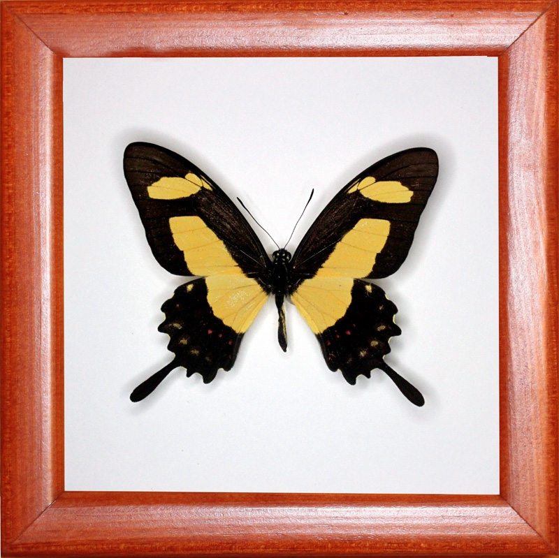 Papilio torquatus