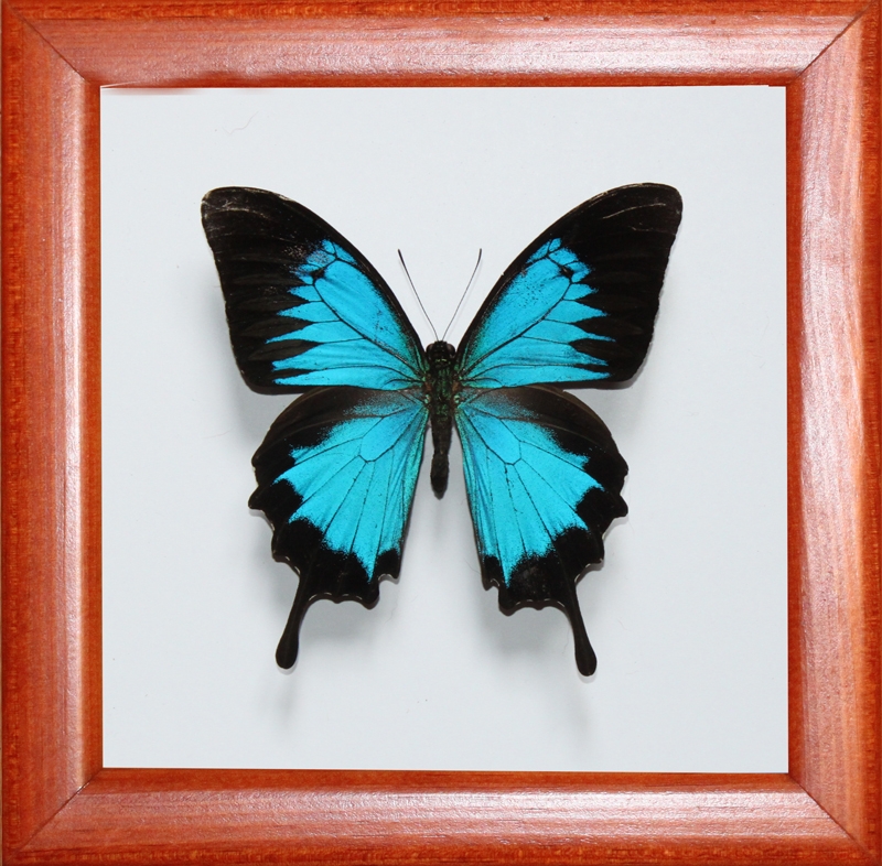 Papilio ulysses