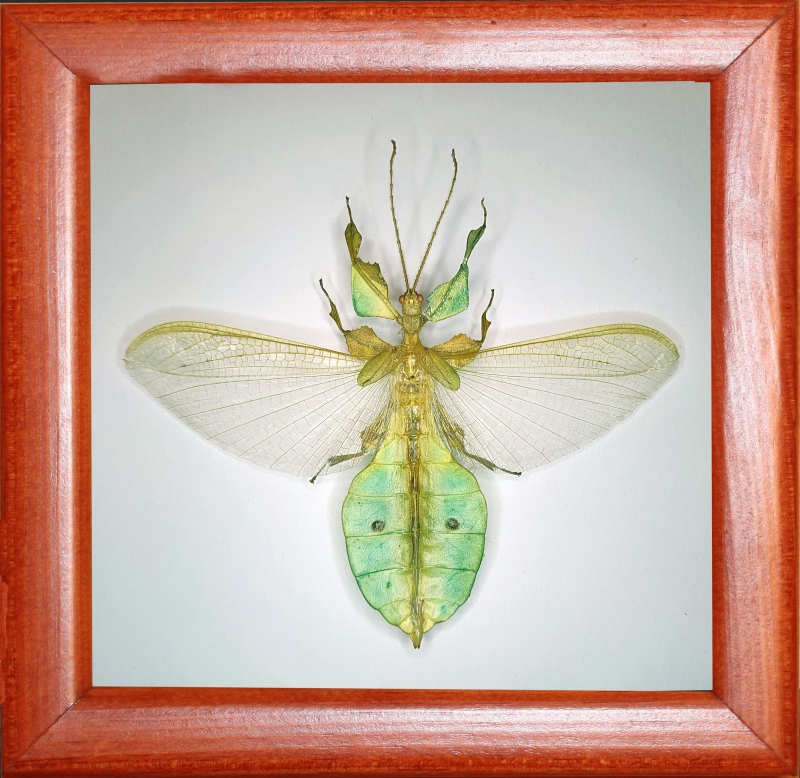 Палочник лист Phillium bioculatum
