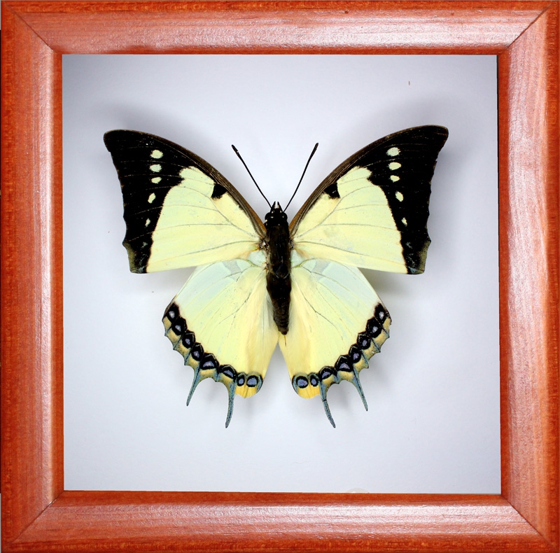 Polyura dolon grandis (верх)