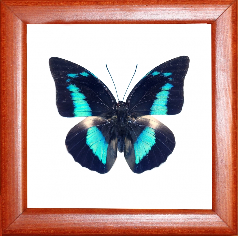 Prepona demophon