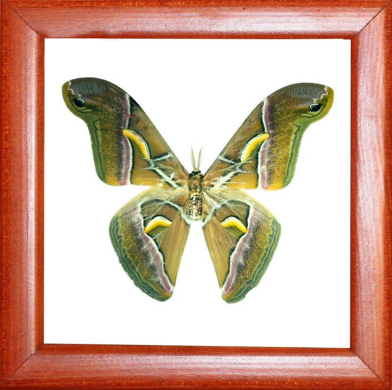 Samnia cinctha