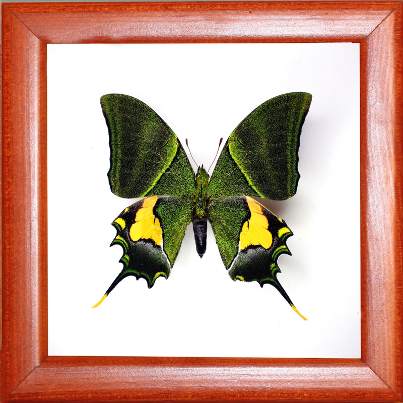 Teinopalpus imperialis