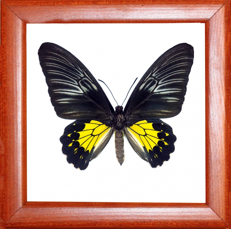 Troides rhadamantus