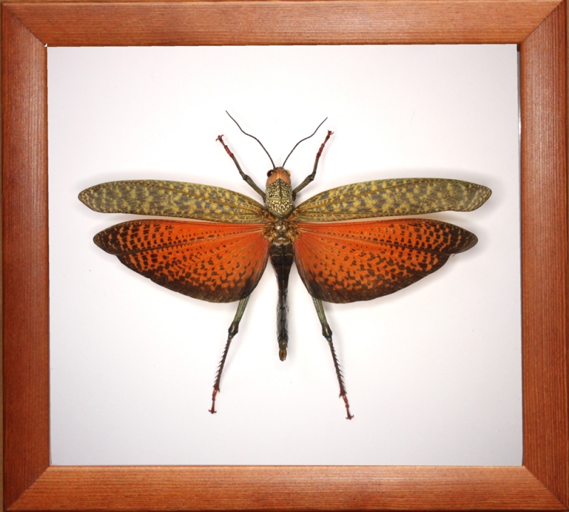 "Кузнечик" Tropidacris dux