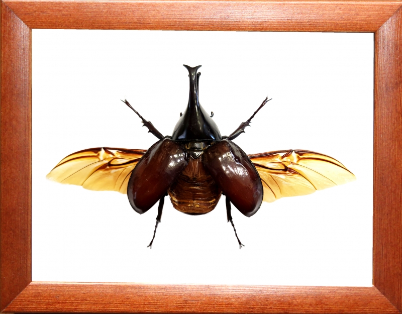 Носорог Xylotrupes