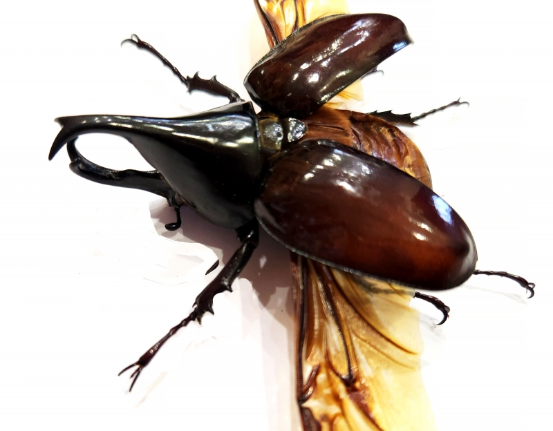 Носорог Xylotrupes