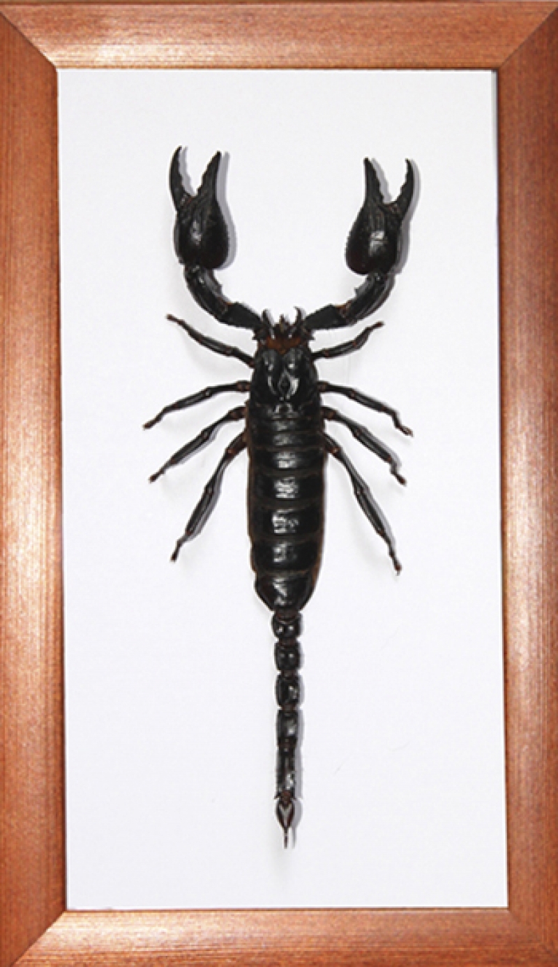 Heterometrus laoticus (Скорпион лаосский)