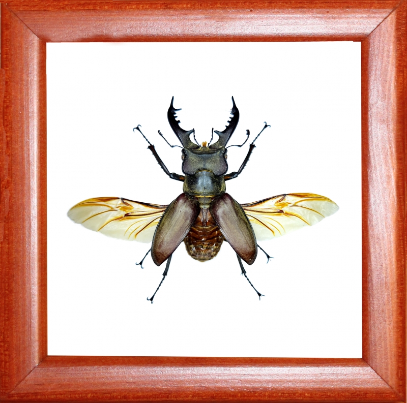 Жук рогач Lucanus dybowskyi в рамке