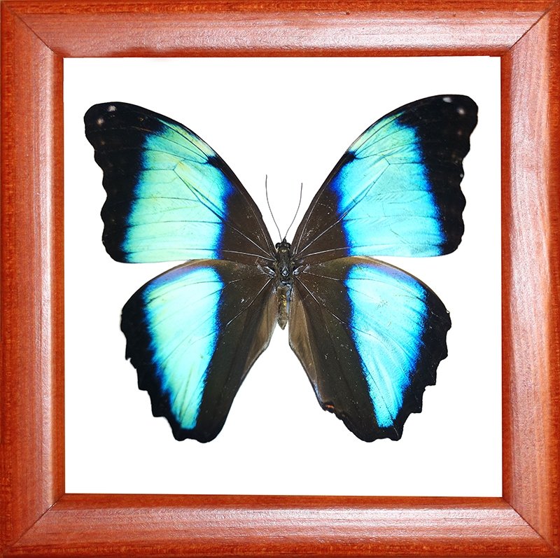 Morpho deidamia