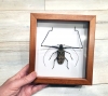 Acrocinus longimanus
