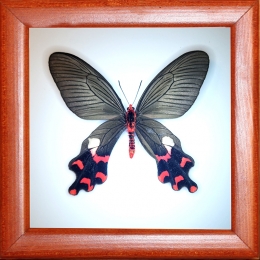 Byasa_polyeuctes