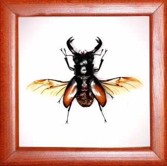 Жук рогач Hexarthrius parryi paradoxus