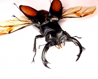 Жук рогач Hexarthrius parryi paradoxus