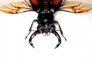Жук рогач Hexarthrius parryi paradoxus