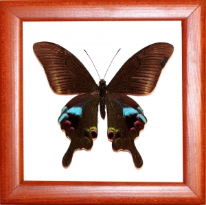 Papilio arcturus