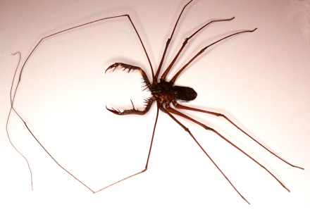 Phryna grossetaitai